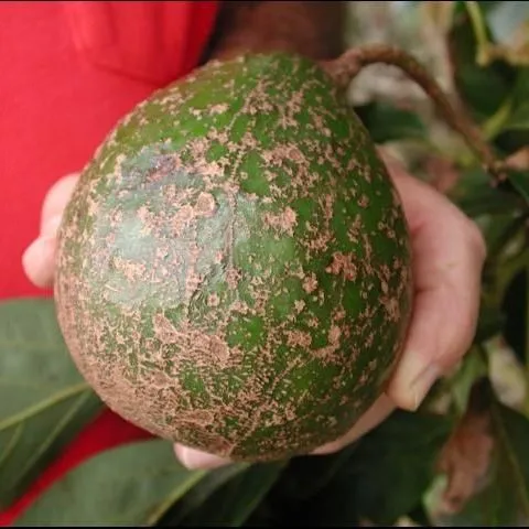 thumbnail for publication: Cultivando aguacate en el jardín de su hogar en Florida